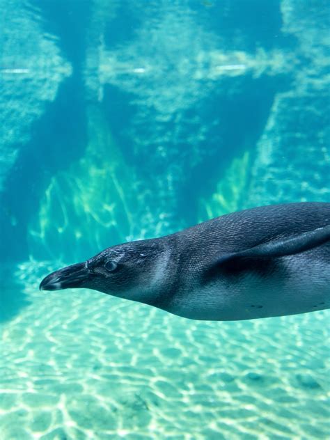 25 Krasse Erklärungen zu Wer Frisst Planarien Im Aquarium Alles über