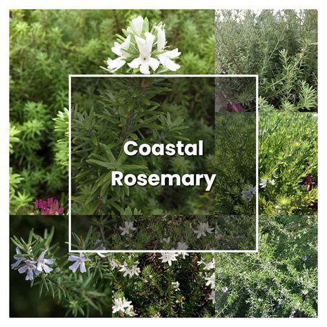 How To Grow Coastal Rosemary Plant Care And Tips Norwichgardener