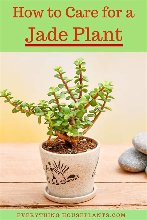 Proper Care Of Jade Plants