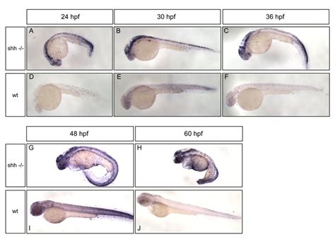 Apoptosis Levels In Shh Mutant And Wild Type Embryos By Whole Mount