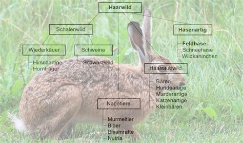 Feldhase Steckbrief Jagdbare Wildarten Jagdfaktenat