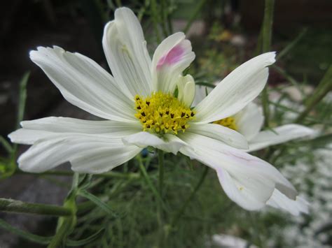 Solve Cosmos Cosmea In A Pot In The Back Garden Home Sown