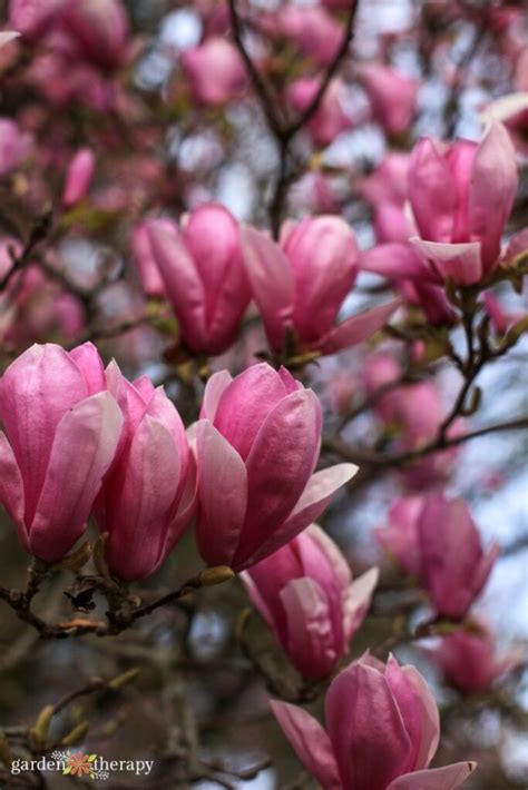 The Gardener's Guide to Growing a Magnolia Tree - Garden Therapy