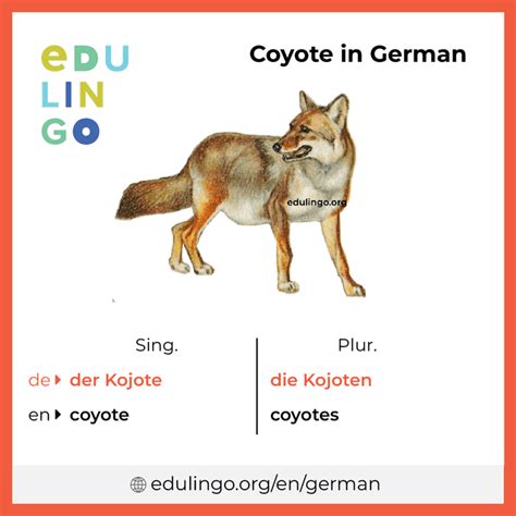 Coyote In German Writing And Pronunciation With Pictures