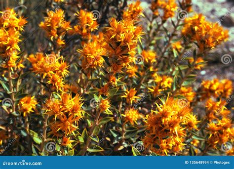 Yellow Patagonian flowers stock photo. Image of native - 135648994