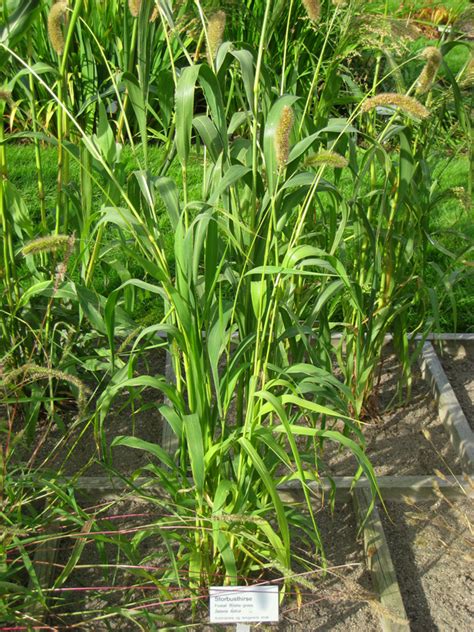 Foxtail Millet Facts Health Benefits And Nutritional Value