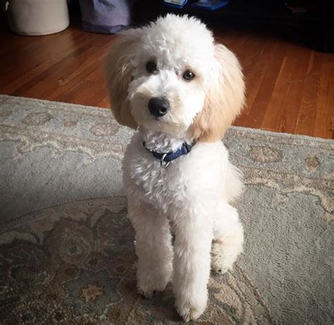 Pin by RichmondMom on Heart Melting | Poochon puppies, Puppy haircut ...