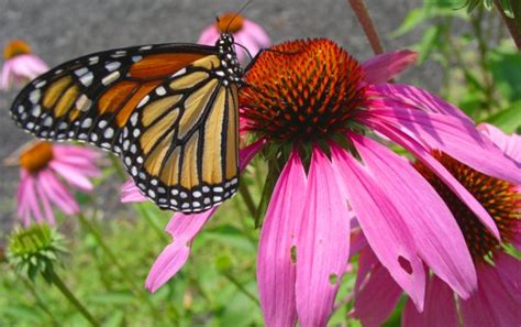 Ljekovita Biljka Echinacea Biljna Ljekarna