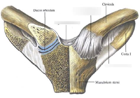 Anatomie B Nder Des Art Sternoclaviculare Diagram Quizlet