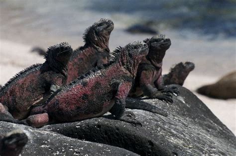 Galapagos Marine Iguana