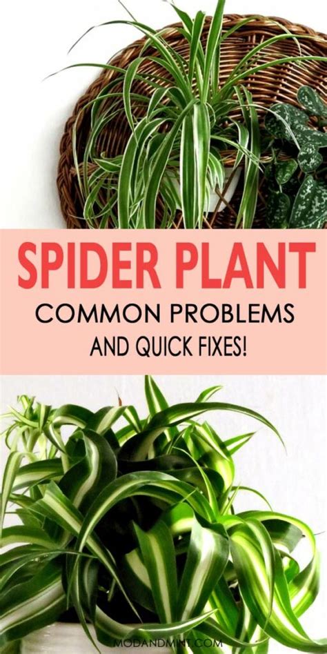 Brown Tips on Spider Plants and Other Care Problems