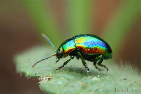 Rainbow Leaf Beetle Chrysolina Fastuosa Coleoptera Chrys Flickr