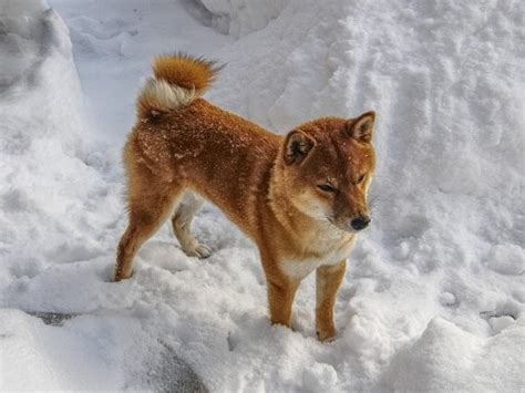 Crecimiento Shiba Inu Japones Tabla De Peso Del Cachorro Shiba Inu