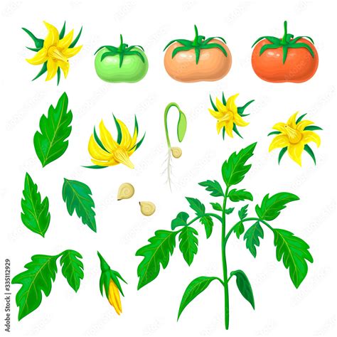Morphology Of Healthy Tomato Plant Parts Of Tomatoes Plant Set Tomato