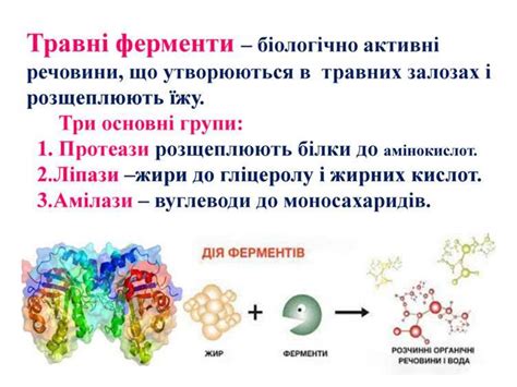 Травлення в ротовій порожнині презентация онлайн