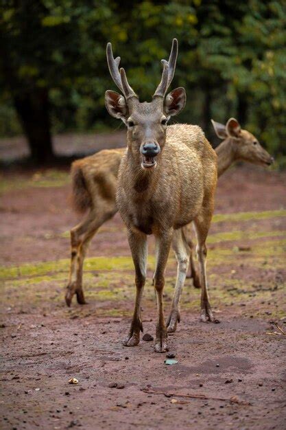 Premium Photo Deer Activity In Captivity Of Tofu In South Kalimantan