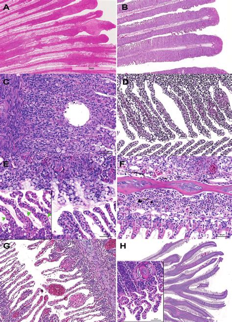 General Features Of Complex Gill Disorder Cgd Type Histopathology