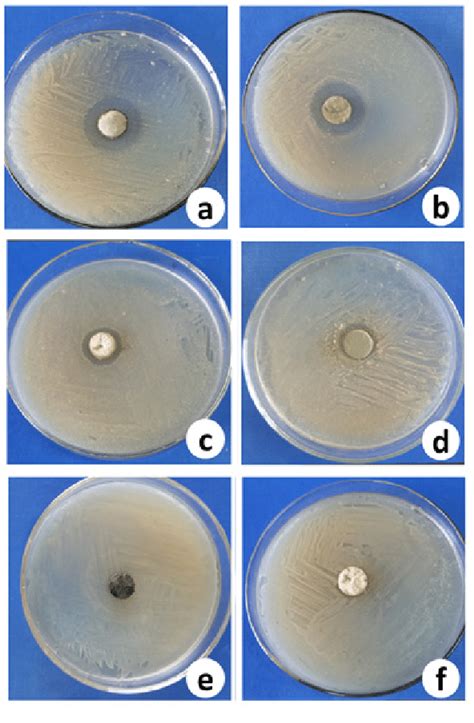 Antimicrobial Activity Of Six Endophytic Fungi Against Human Pathogens