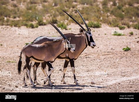 South African Oryx Oryx Gazella Female And Cub In Kgalagadi