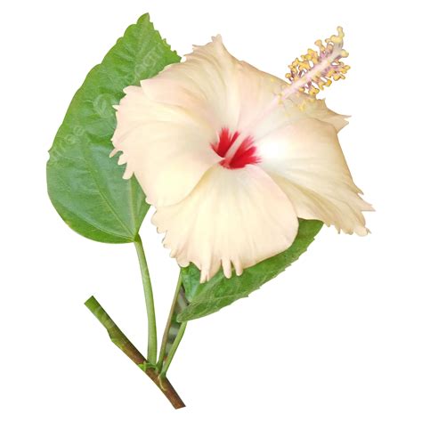 White Hibiscus Flower Hibiscus Flower White Hibiscus PNG Transparent