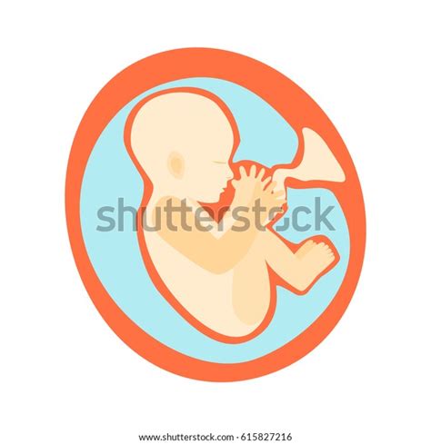 Pregnancy Fetal Growth Stage Development Inside Stock Vector Royalty