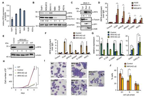 Cancers Free Full Text Irf8 Is An Aml Specific Susceptibility