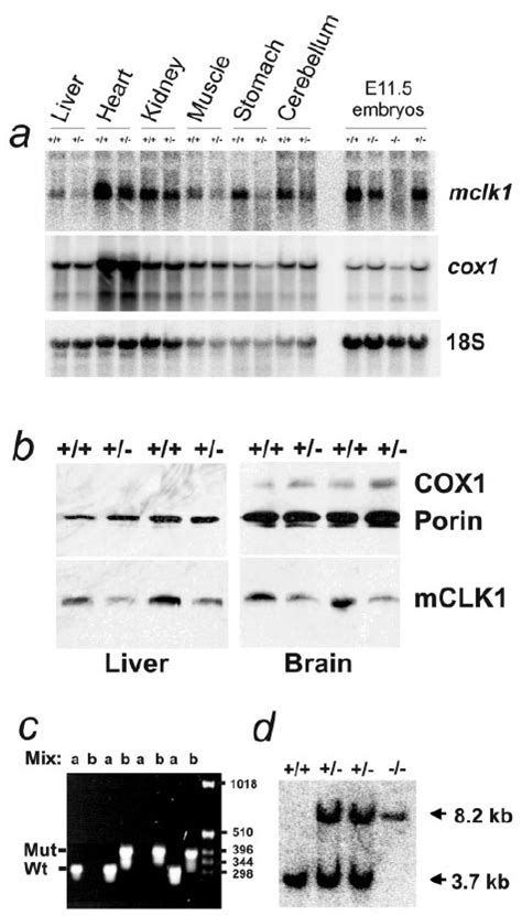 Mt Co1 Western Blot Gene Expression Assay Gxd