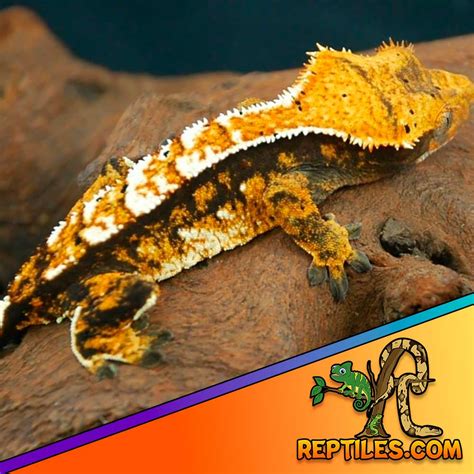 halloween crested gecko morphs for sale halloween crested geckos