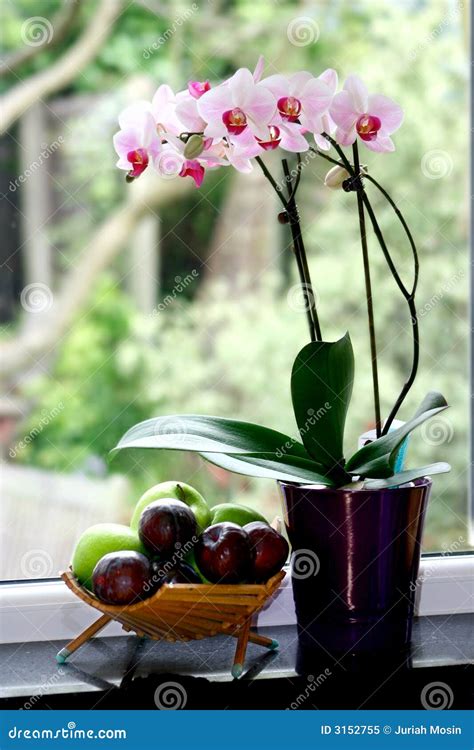 A Pot Of Moth Orchid Stock Image Image Of Plants Nature 3152755