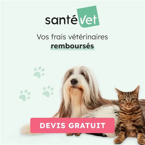 Mutuelle Pour Chien Et Chat SanteVet L Assurance Abordable