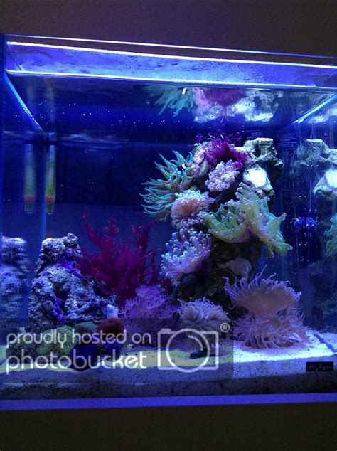 Serenity Cubed 7 5 Gallon Anemone And LPS Garden Nano Reef Journals