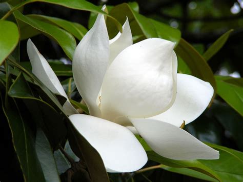 Louisiana State Flower Magnolia Facts | Best Flower Site