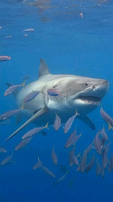 Jawsome Shark Adventures Explore Ocean Wonders Marine Life And