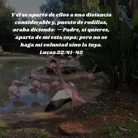 A Group Of Pink Flamingos Standing Next To A Body Of Water With Words