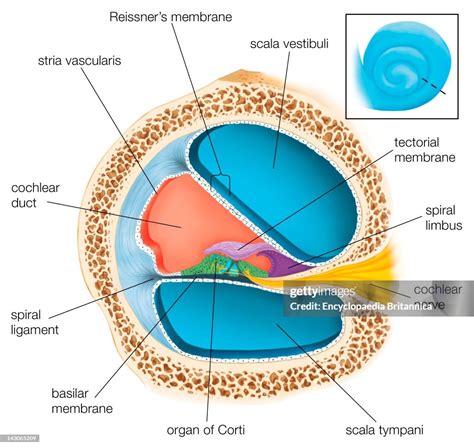 A Cross Section Through One Of The Turns Of The Cochlea Showing The