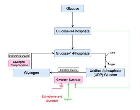 Glycogenesis/Glycogenolysis Diagram | Quizlet