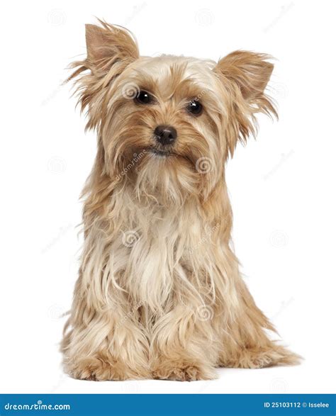 Yorkshire Terrier Sitting Stock Photo Image Of Yorkshire 25103112