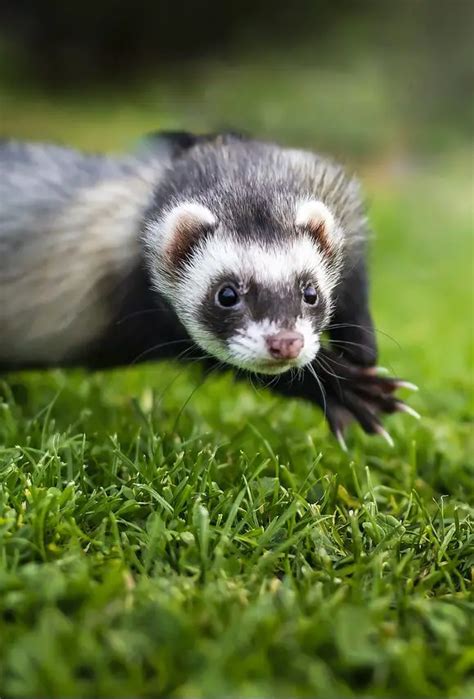 8 Different Ferret Colors and Patterns! - Ferret Color Guide