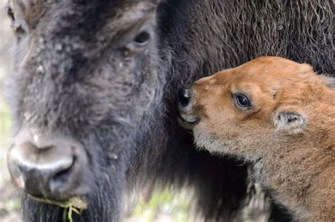 Bisons With Baby