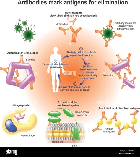 Mol Cula Receptora Im Genes Vectoriales De Stock Alamy