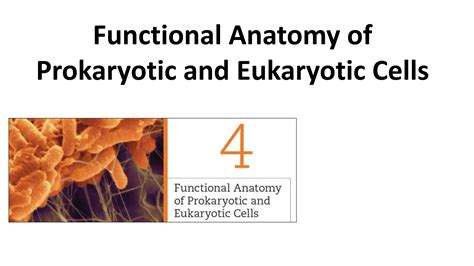 Functional Anatomy Of Prokaryotic And Eukaryotic Cells PPT