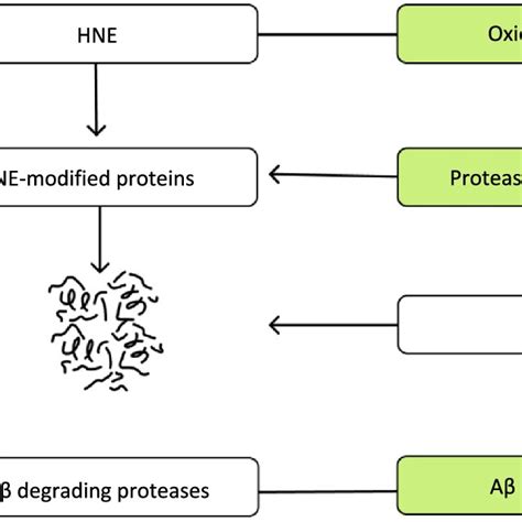 Schematic Diagram Illustrating Proteasome Activities Aβ Degradation Download Scientific