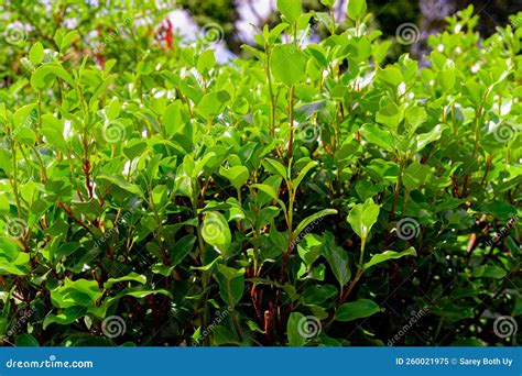 Griselinia Littoralis Stock Image Image Of Blossom 260021975