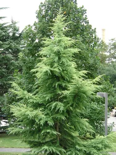 Cedrus Deodara Aurea Golden Deodar Cedar Golden Himalayan Cedar