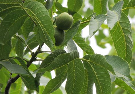 Dichte Omhooggaand Van De Okkernootboom Met Groene Vruchten Juglans Regiaboom Stock Foto