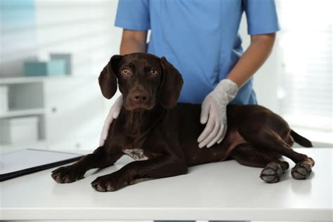 Dog Stomach Ulcers Our Vet Explains The Signs Causes And Care Dogster