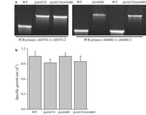 Pcr Analysis A And Specific Growth Rate B Of The Synechocystis