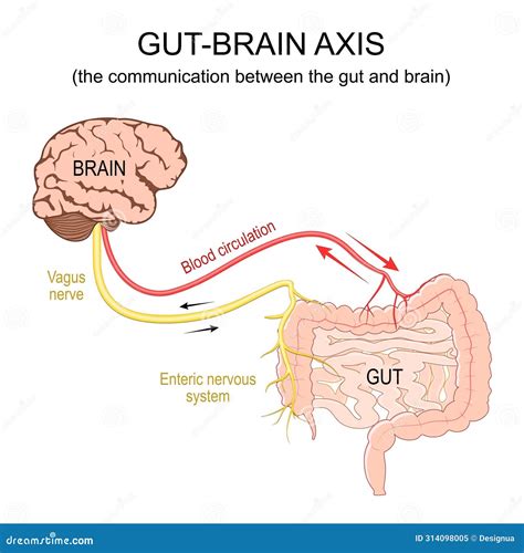 Gut Brain Axis And Interaction With Colon And Brain Organs Outline Diagram Vector Illustration