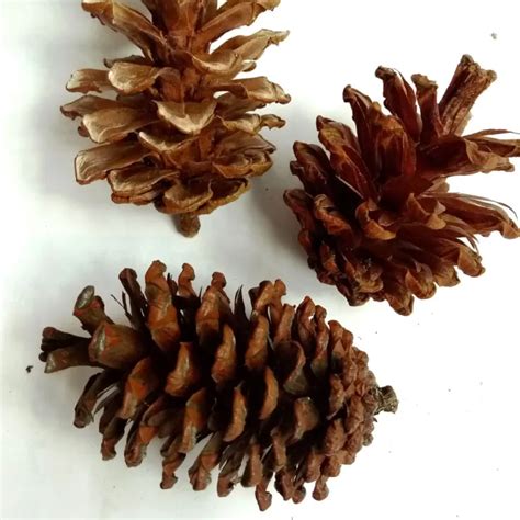 Bunga Pinus Kering Isi Ukuran Sedang Pine Cone Bunga Pinus