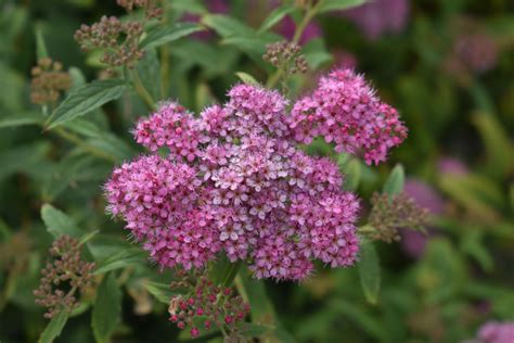 Anthony Waterer Spirea Water Wise Landscaping Spirea Planting Shrubs